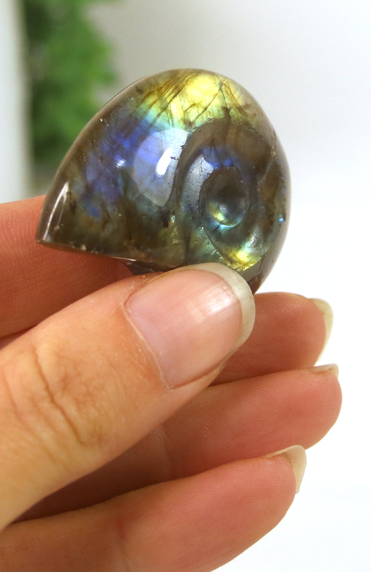 Labradorite Shell